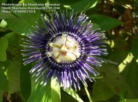 /album/flowers/flower-6-photograph-by-shantanu-kuveskar-jpg/
